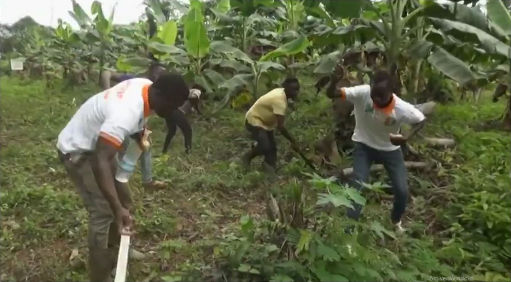 3 hectares de bananeraie au bénéfice des accidentés du travail